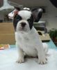 Chfrench bulldog puppies for free adoption