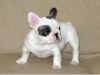 DNA certified french bulldog Puppies
