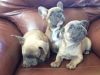 Passionate Fawn French Bulldog Puppies