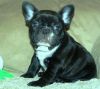 DOGS for sale french bulldog