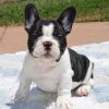 good french bulldog puppies for sale