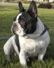 bshgdt french bulldog puppies for sale