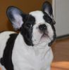 hduyrtrg french bulldog puppies for sale