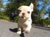 French Bulldog female for adoption.Clearwater