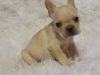 available now,female french Bulldog