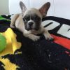 Akc Registered French Bulldog Puppies Available
