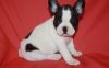 French Bulldog Puppies For Good Homes