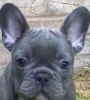 cute blue frenchies male and females