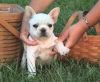 Excellent trained French bulldog babies ready