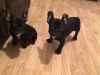 male and female french bulldog puppies for sale