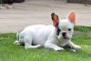 Lovely French bulldog puppies