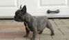 Chunky Good Looking French Bulldog Puppy