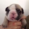Frenchbulldogs For Sale!!