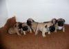 Akc Reg Blue Sable French Bulldog Puppies.