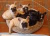 Gorgeous French Bulldog Puppies For Adoption...