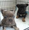 sfdhd male and female for rehoming fee