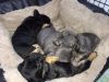 sdch male and female for rehoming fee