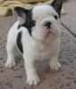 Healthy Cute French Bulldog Puppies For Sale