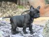 cut french bull dog puppies avaialble