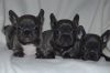 Lovely French Bulldog Puppies . Ready To Go Now