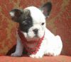 Gorgeours French Bulldog Puppies For Xmas