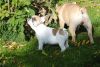 French Bulldog Puppies Seeking New homes