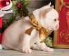 French Bulldog For Christmas Text xxxxxxxxxx