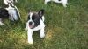 registered French Bulldog puppies