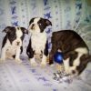 French bulldog Boston terrier puppies