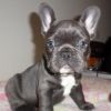 adorable french bulldog puppy for rehoming