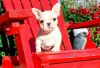 Male And Female French Bulldog Puppies Akc