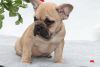 K.c French Bulldog Puppies Blue Fawn Sable