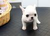 Available Top Available French Bulldog