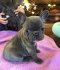 Adorable Blue French Bulldog Pups Available