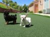 Female French Bulldog for Re-homing