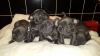 Putty Trainned French Bull Dog For Sale