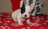 Akc Registered French Bulldog Puppies For Sale