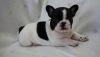 Missy French Bulldog puppies for sale