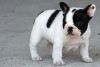 Charming French Bulldog puppies for adoption
