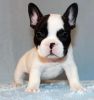 Potty Trained French Bulldog Puppies Ready