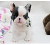 Stunning French Bulldog puppies