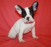 Koko Akc French Bulldog Puppies For Sale