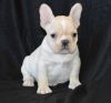 Akc With Many French Bulldog Puppies For Sale