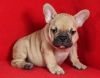 French Bulldog Puppies For Sale $500