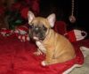Nice And Healthy French Bulldog Puppies Available