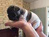 French Bulldog Puppies For Free Adoption