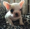 Mia French Bulldog puppies for sale