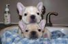 White/fawn French Bulldog Puppies For Sale