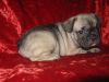 French Bulldog For Sale!!!