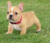 French bull dog for sale
